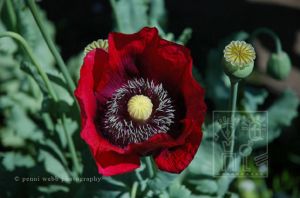 Esalen Poppy 22 W wm.jpg